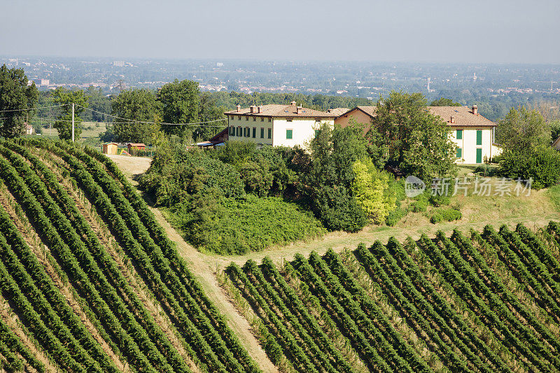 Modena Castelvetro的Lambrusco vineyard。意大利。